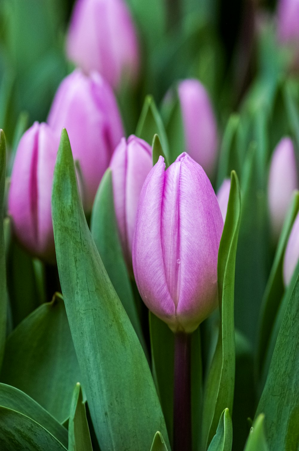 a group of pink tulips with green leaves