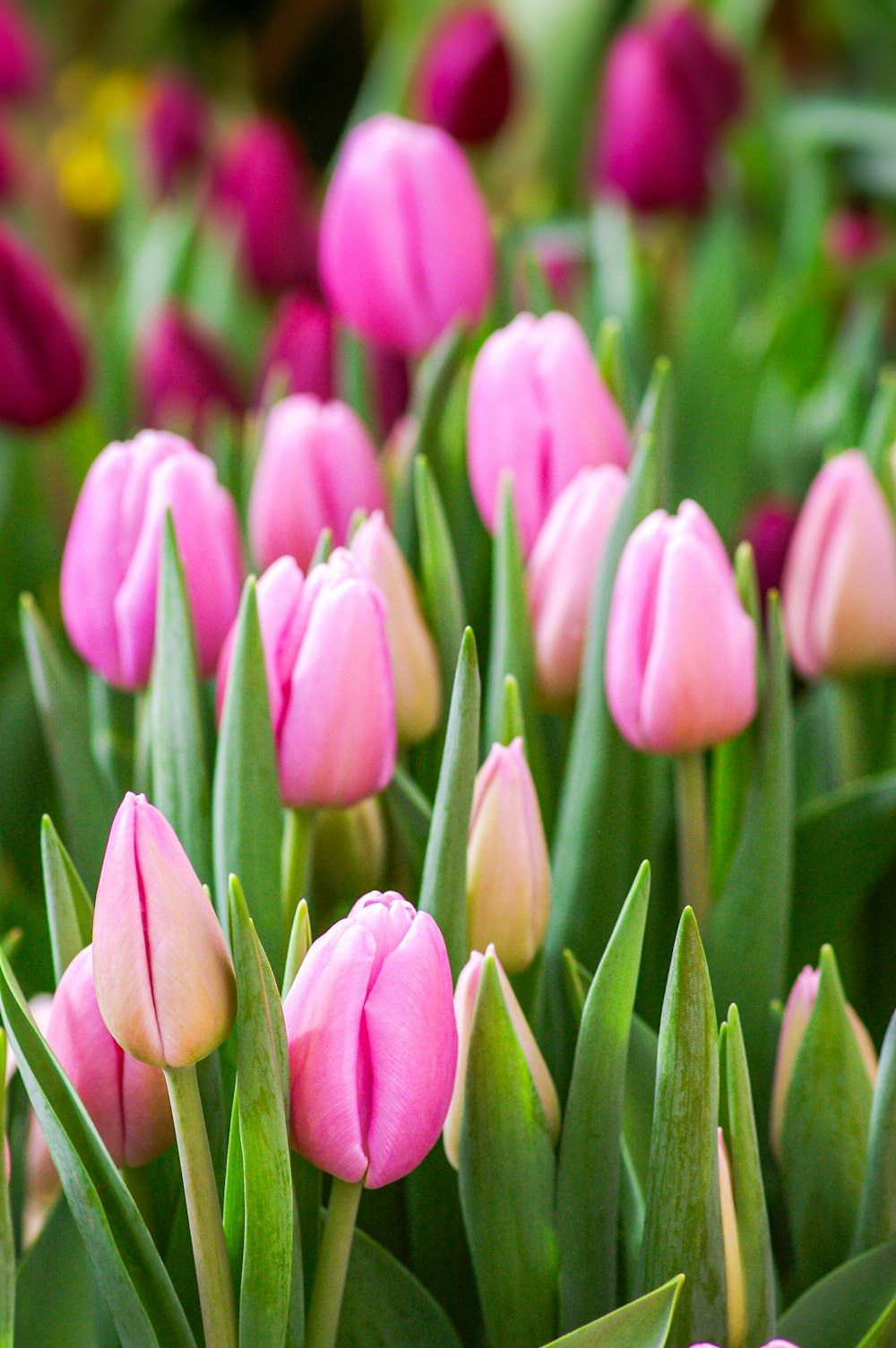 a bunch of pink tulips in a garden