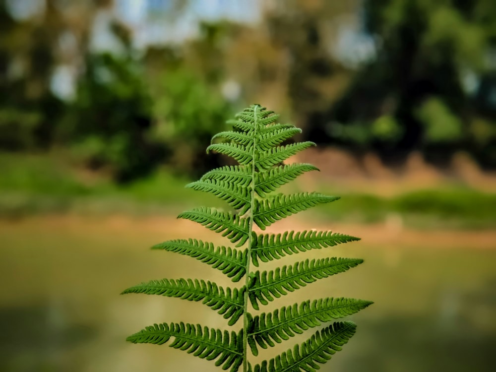 a close up of a green plant near a body of water