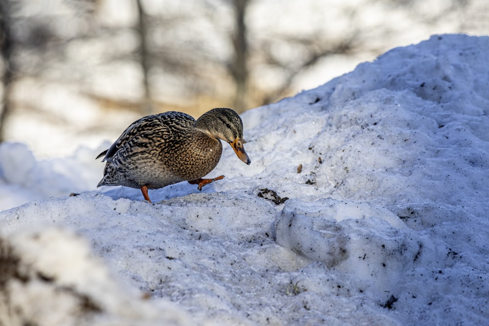 a couple of ducks standing on top of snow covered ground