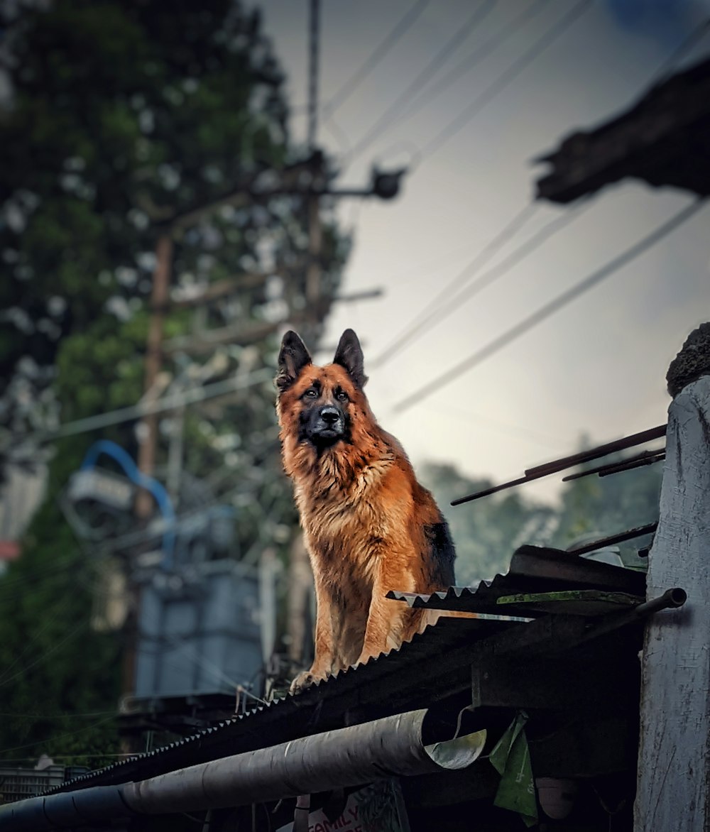 a brown dog standing on top of a roof