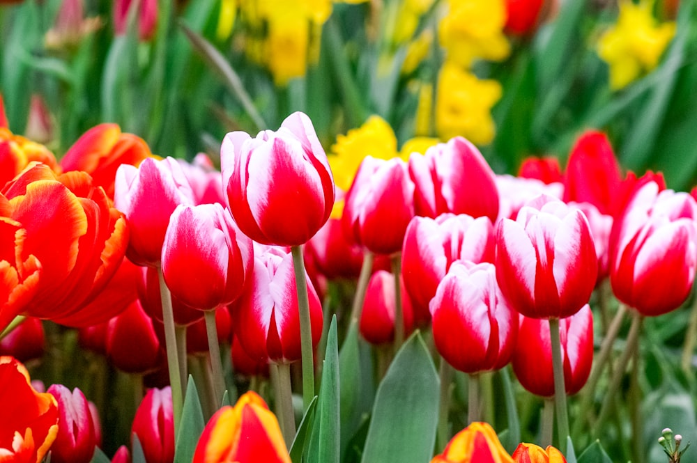 a field full of red and yellow flowers