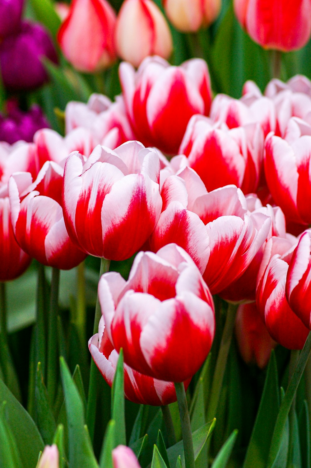 a bunch of red and white tulips in a field