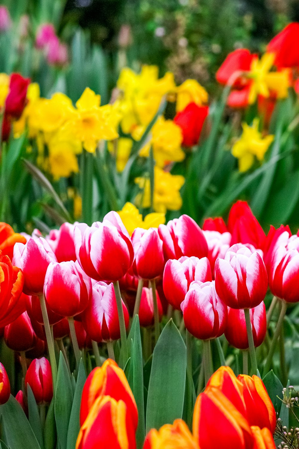 a field full of red and yellow tulips