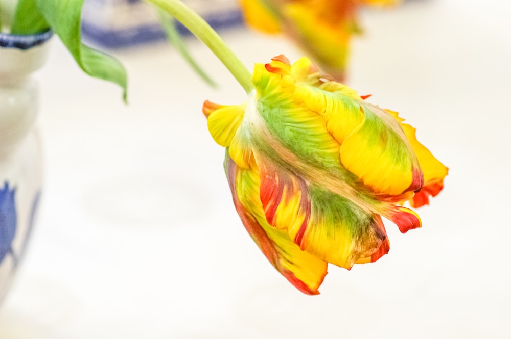 a close up of a flower in a vase