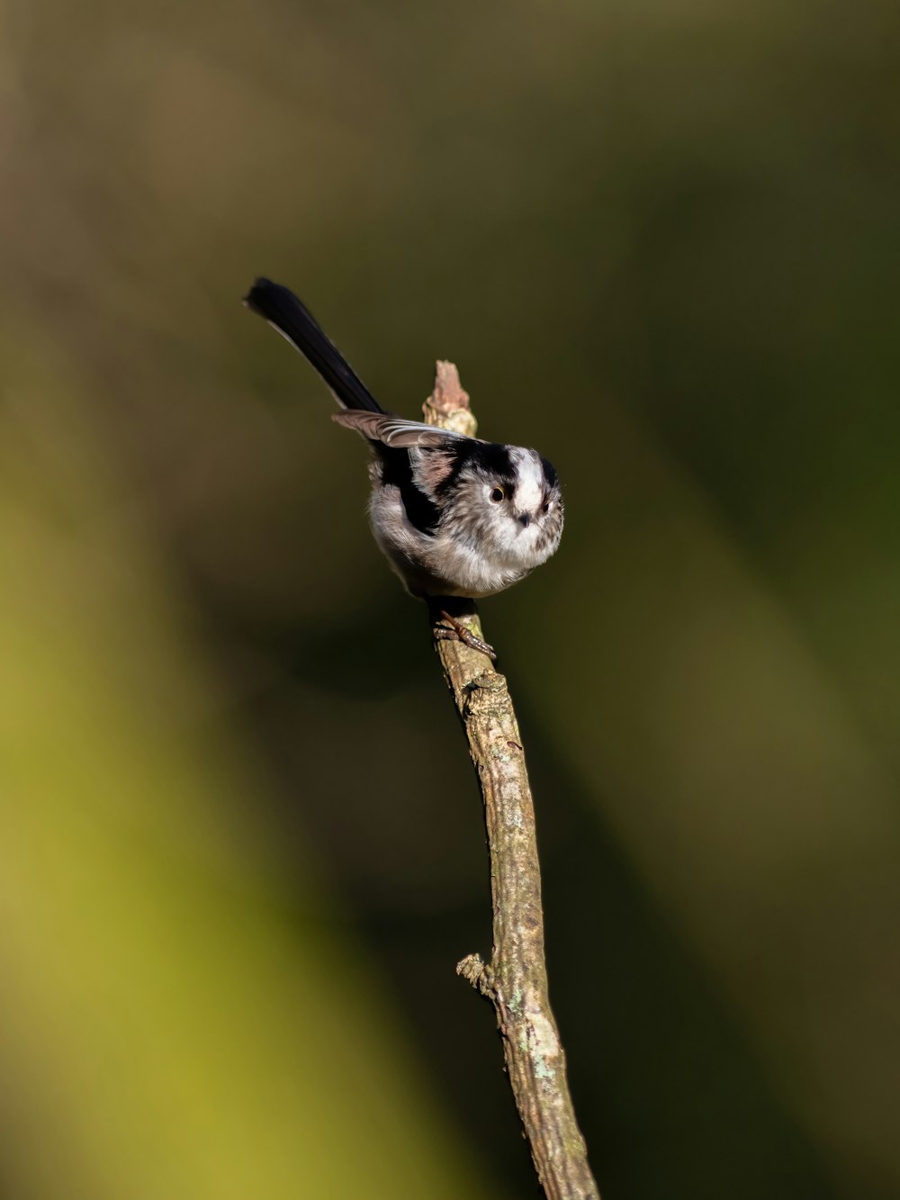 a small black and white bird perched on a branch