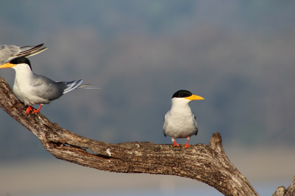 a couple of birds sitting on top of a tree branch