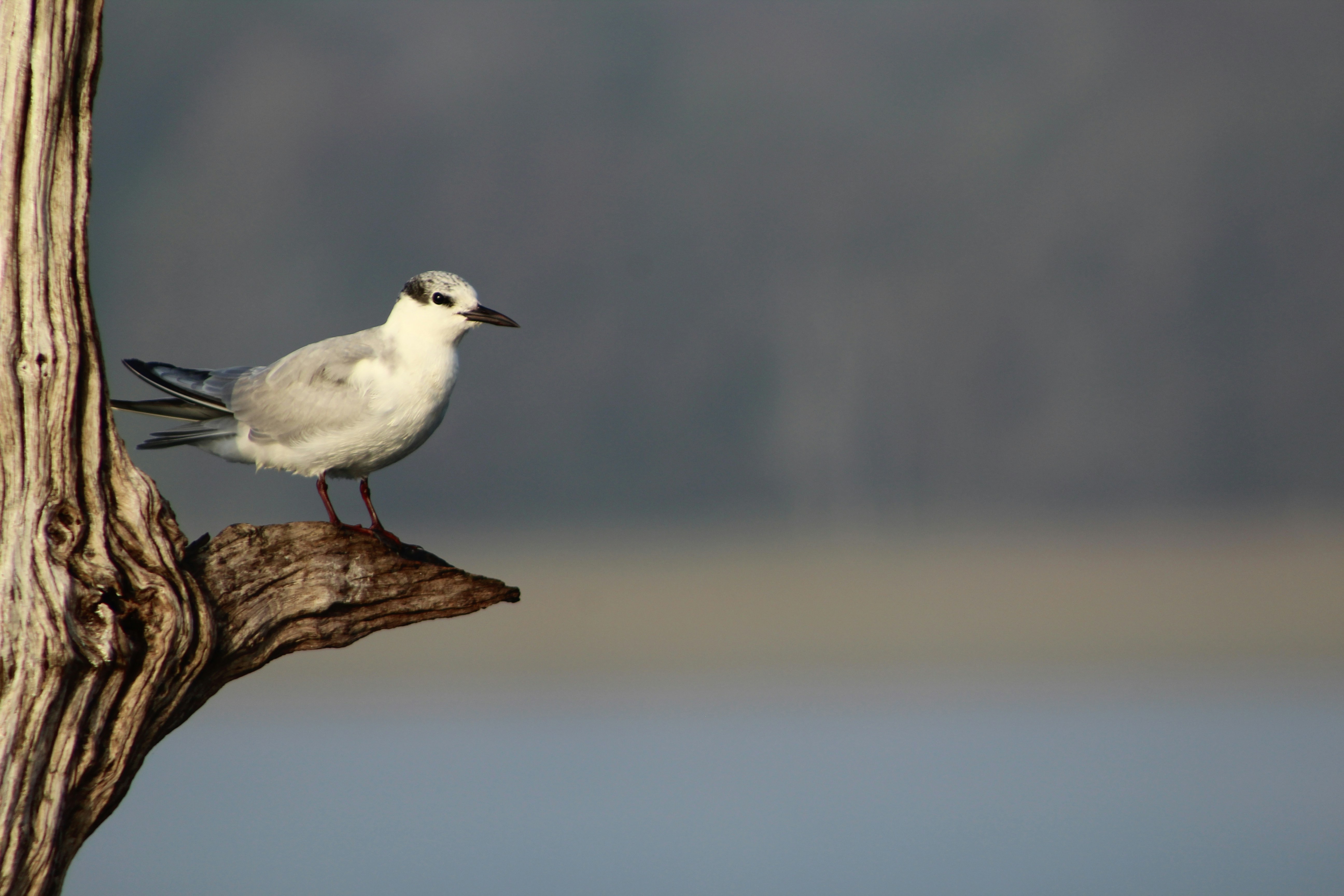 a white bird sitting on top of a tree branch, Sternidae