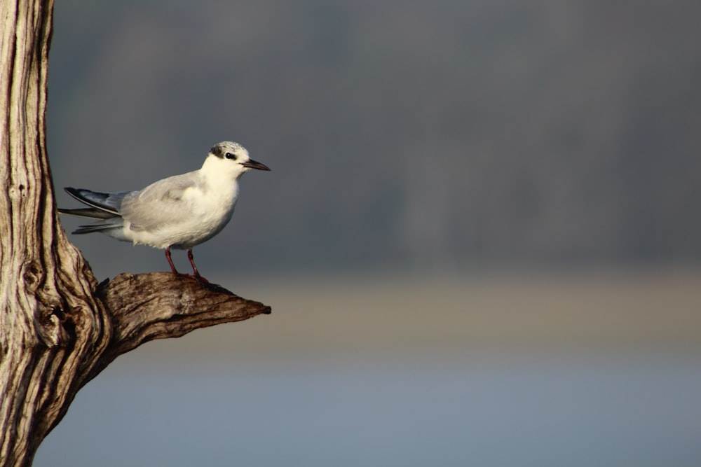 a white bird sitting on top of a tree branch