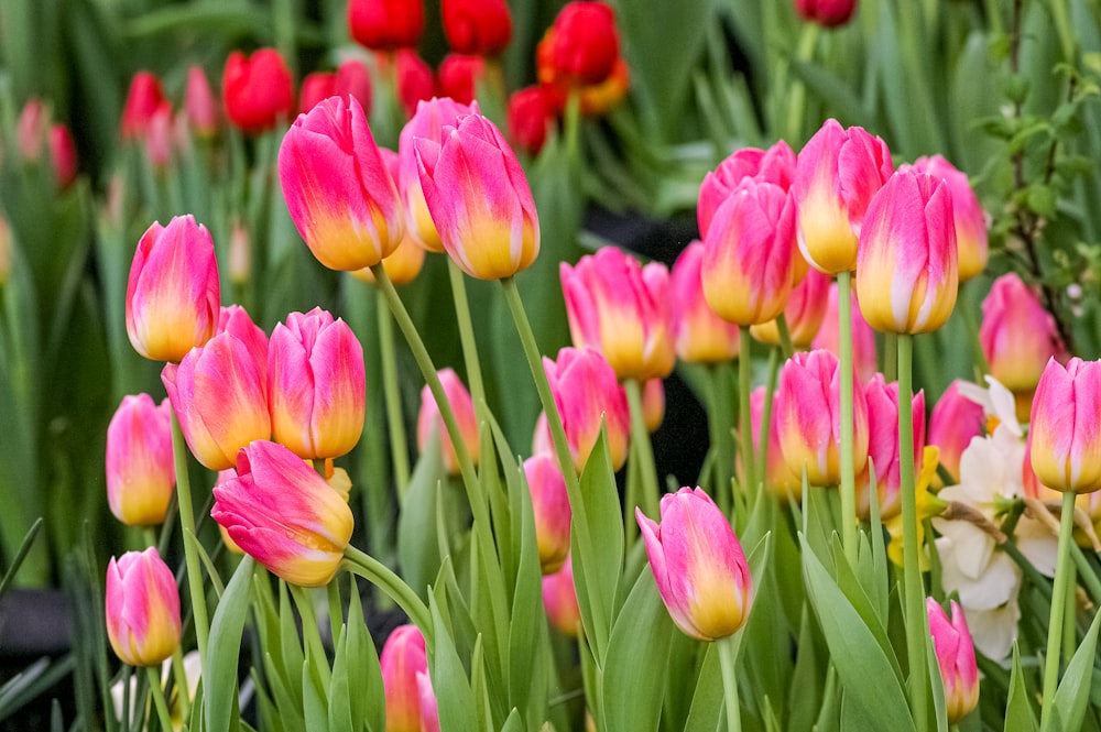 a bunch of pink and yellow flowers in a field