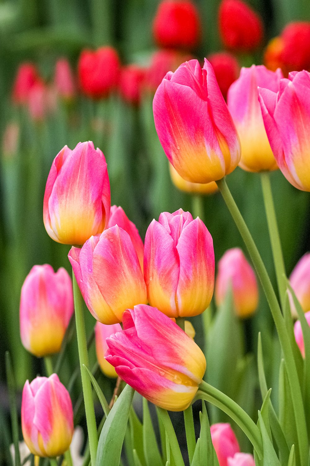 a bunch of pink and yellow flowers in a field