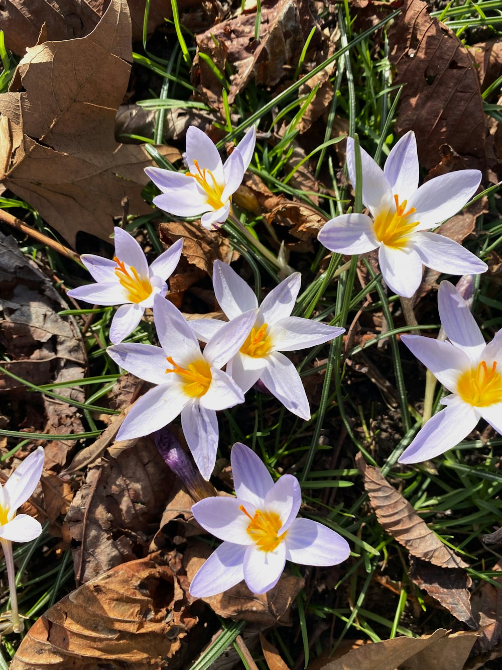 a group of white and yellow flowers on the ground