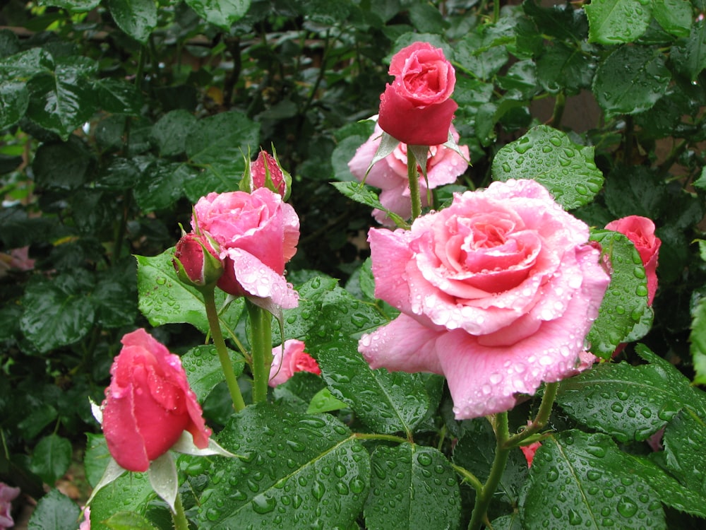 a group of pink roses with water droplets on them
