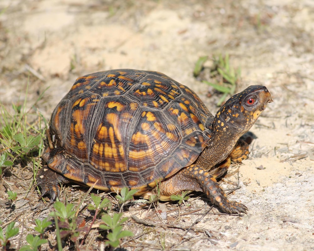 a small turtle is sitting on the ground