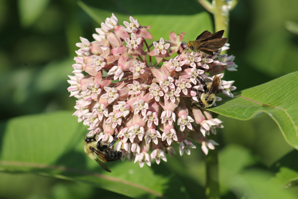 two bees on a pink flower with green leaves