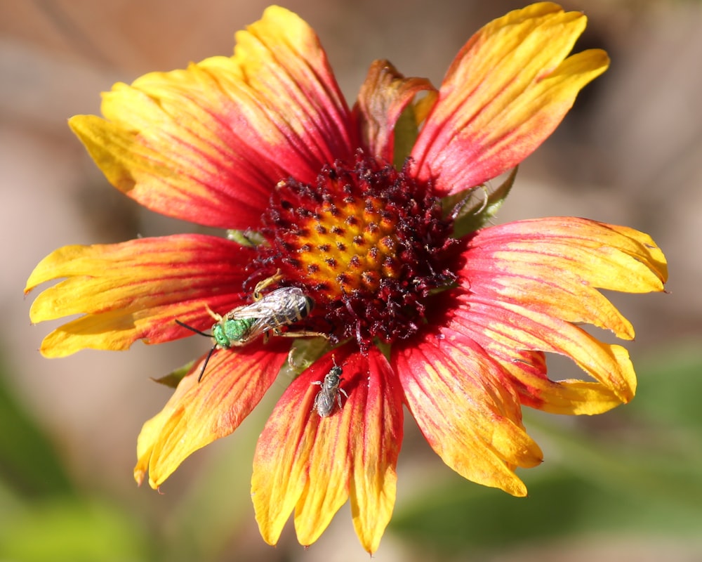 a yellow and red flower with a bug on it