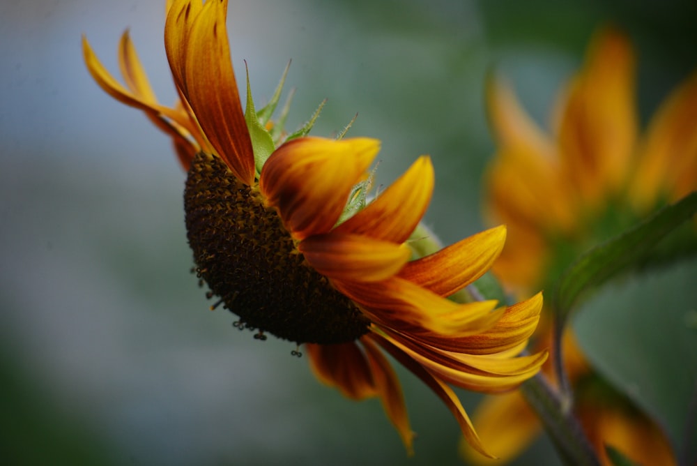 a close up of a sunflower with a blurry background