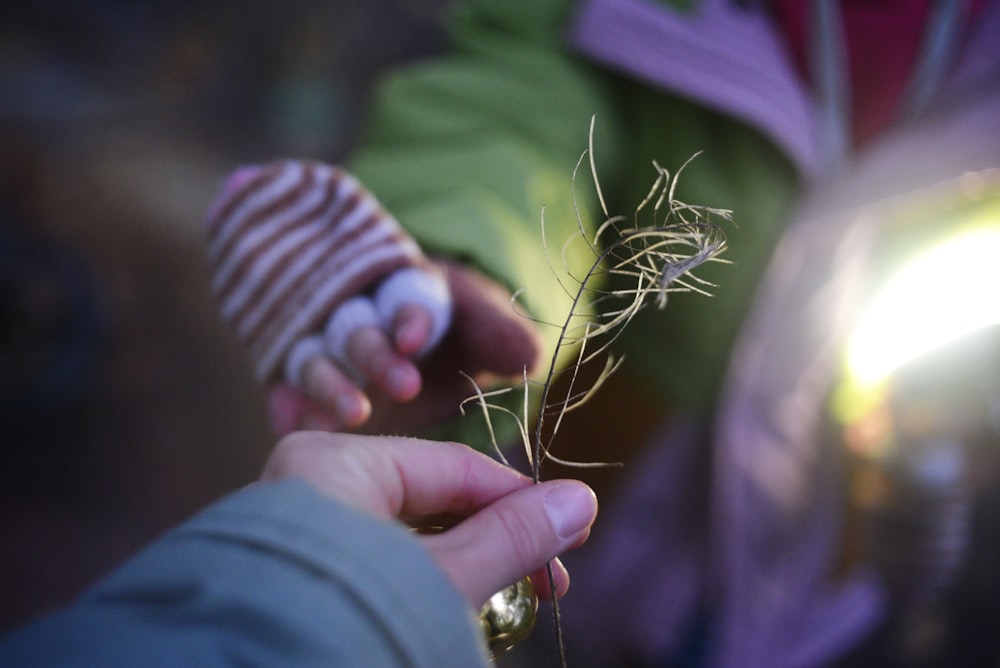 a close up of a person holding a plant