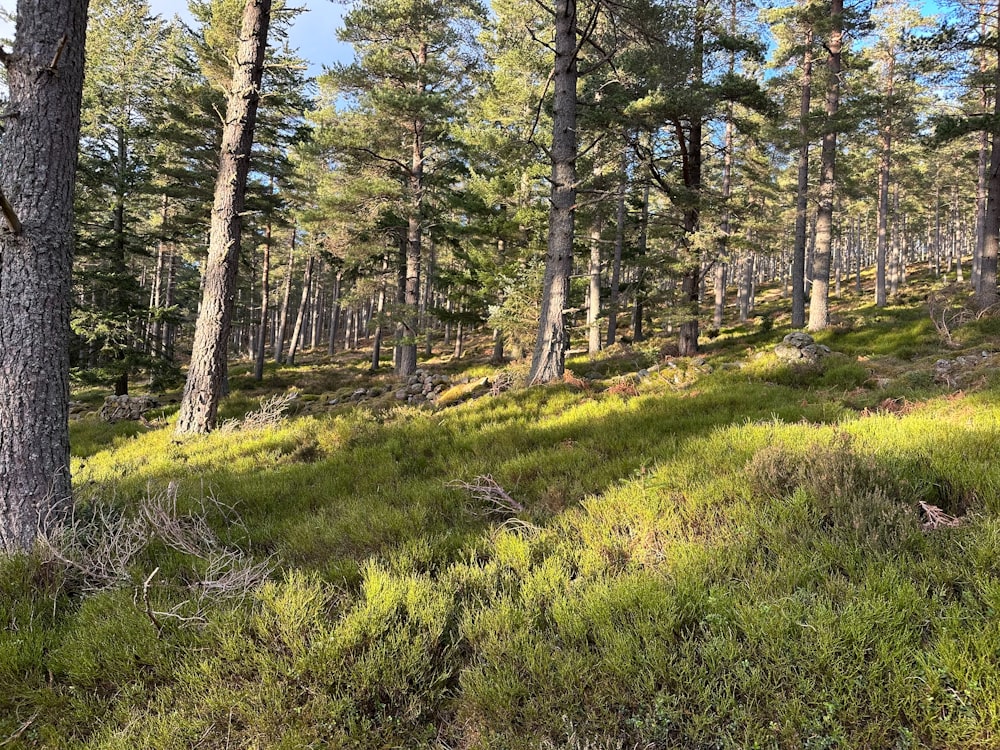 a forest with lots of trees and grass