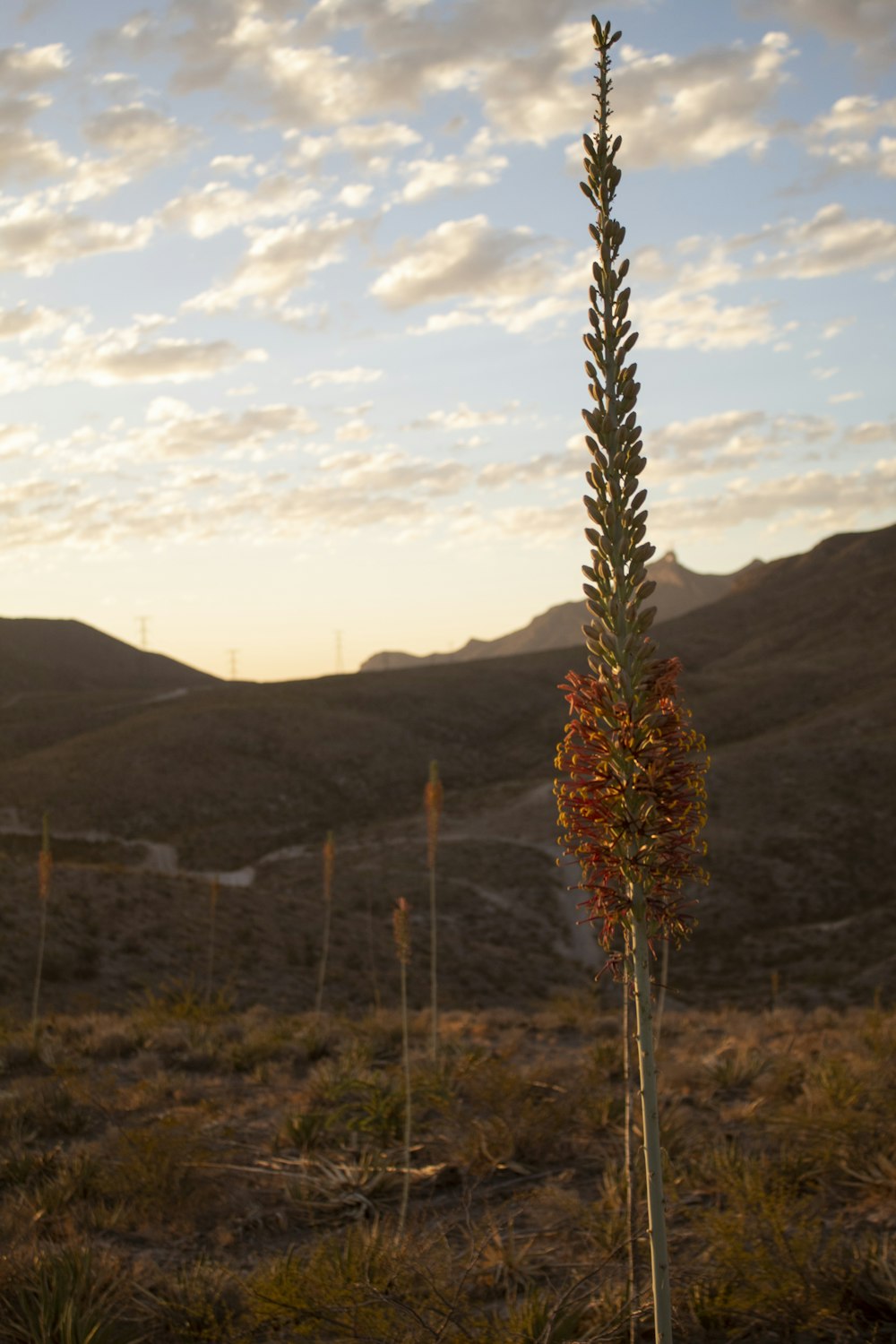 a tall plant in a field with mountains in the background