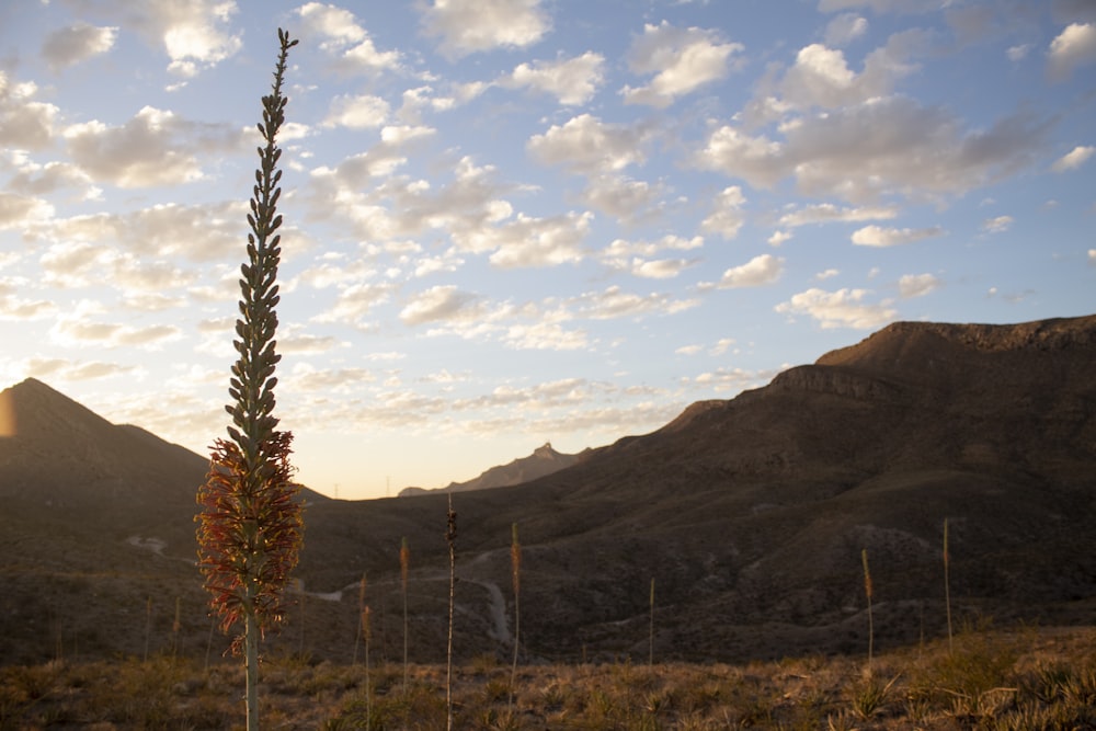 a tall plant in a field with mountains in the background