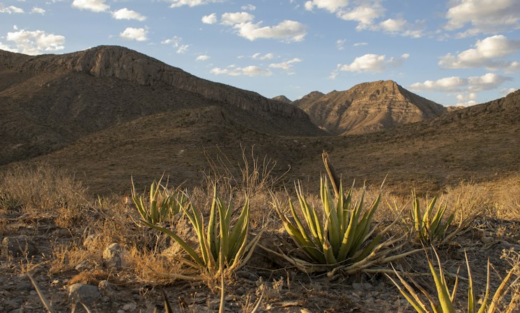 Desert landscape with mountains in the background, like the dry Mojave setting that makes Colorado River water so vital to Southern Nevada