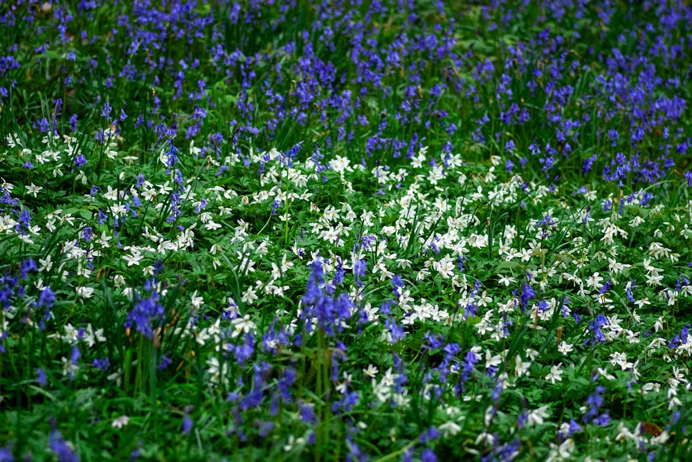 a bunch of flowers that are in the grass