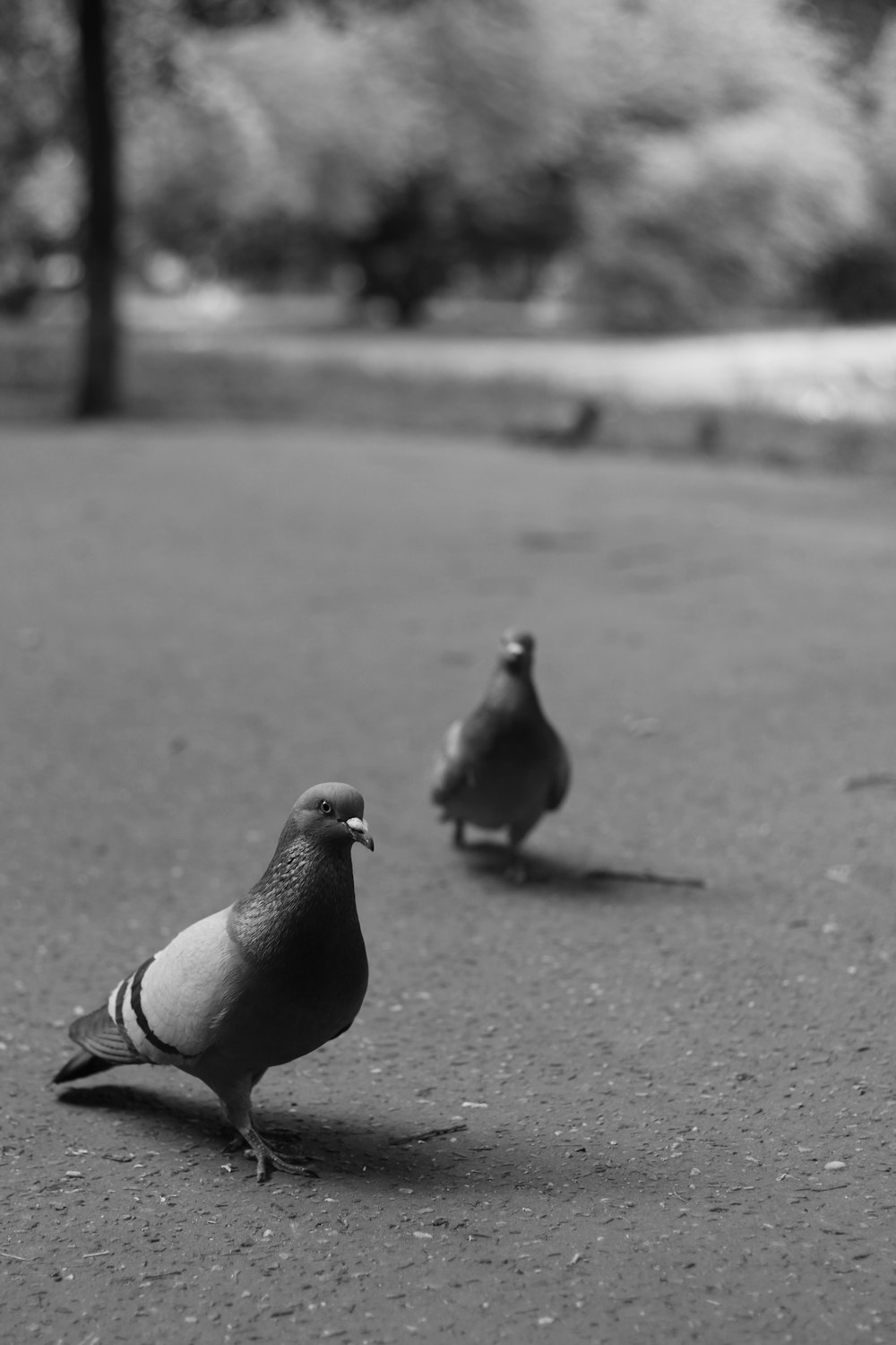 a couple of birds that are standing in the street