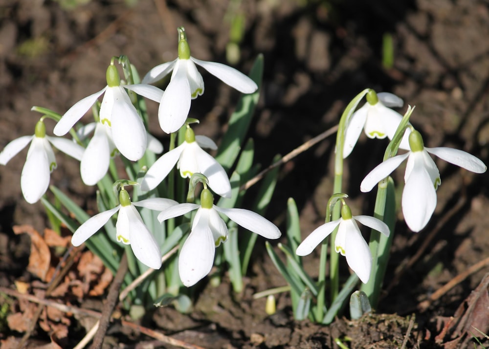 a group of white flowers growing in the dirt