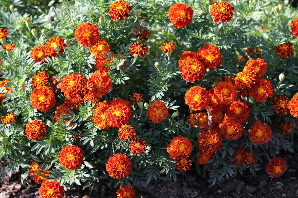 a bunch of orange flowers growing in a garden