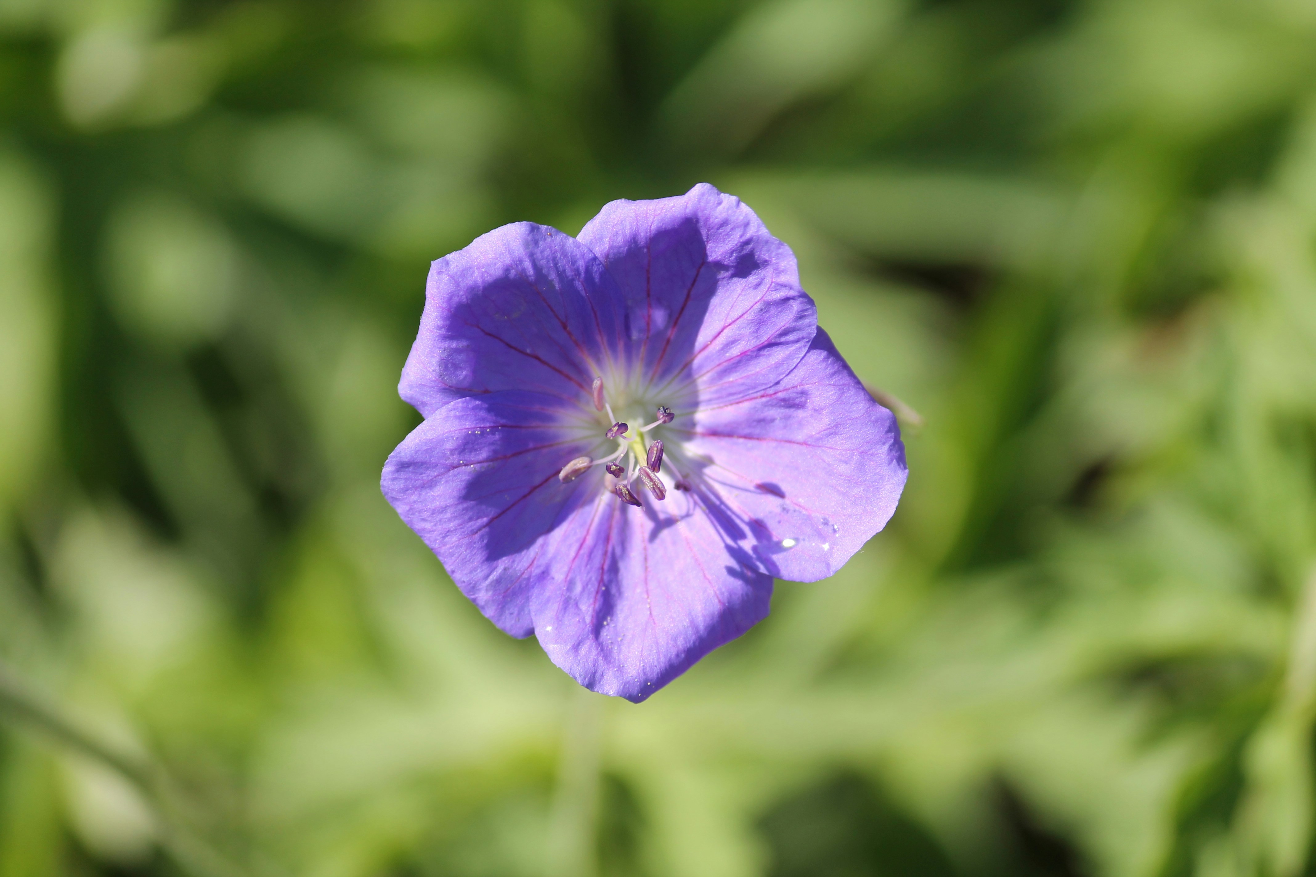 Photo by annetteangela