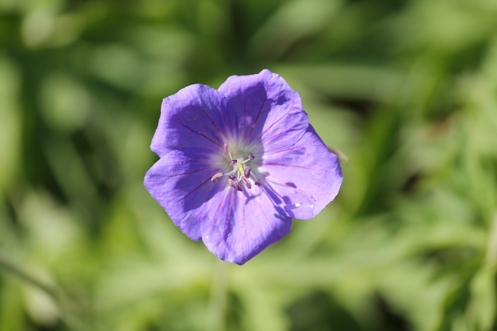 a purple flower with green leaves in the background