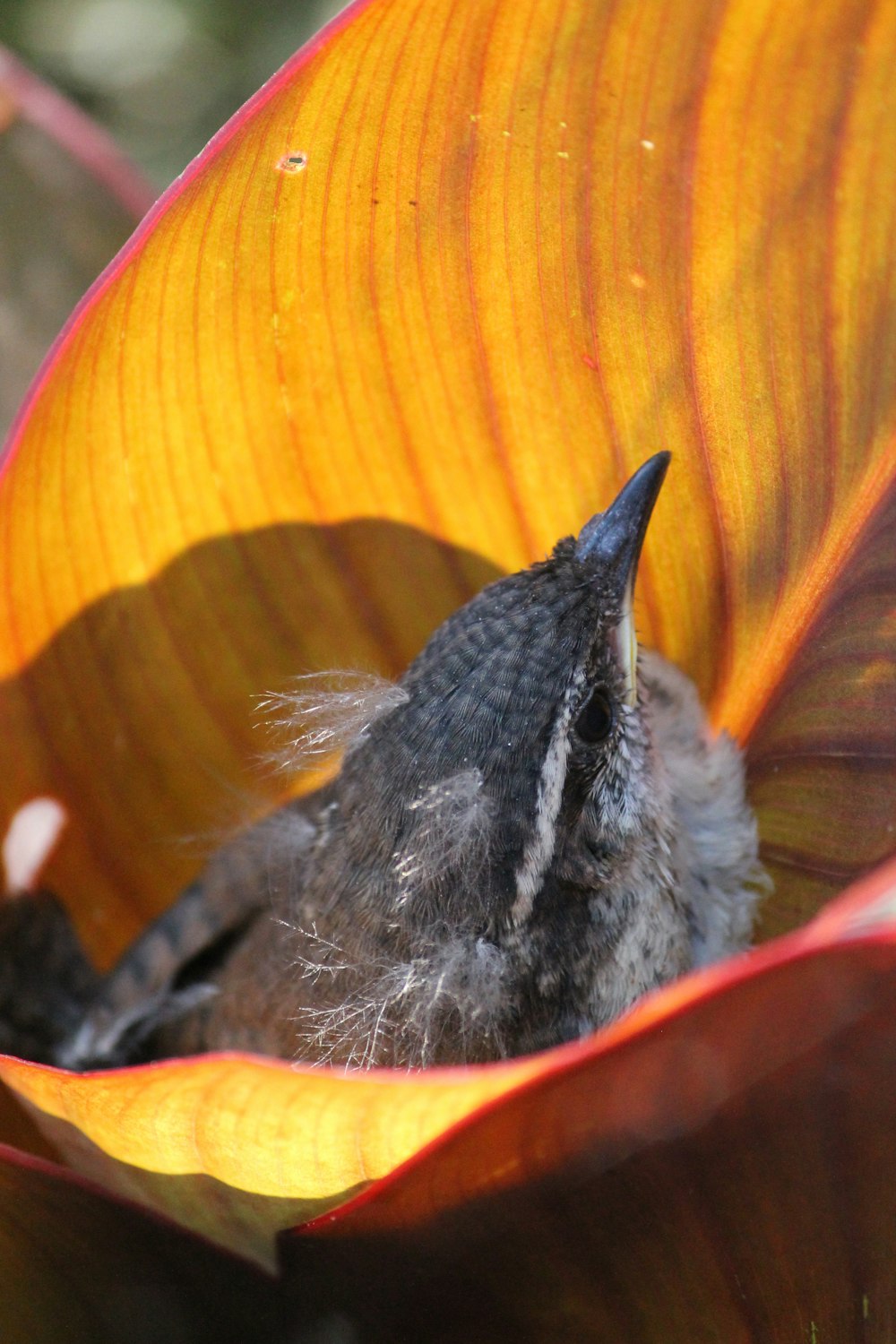 a small bird sitting inside of a large flower