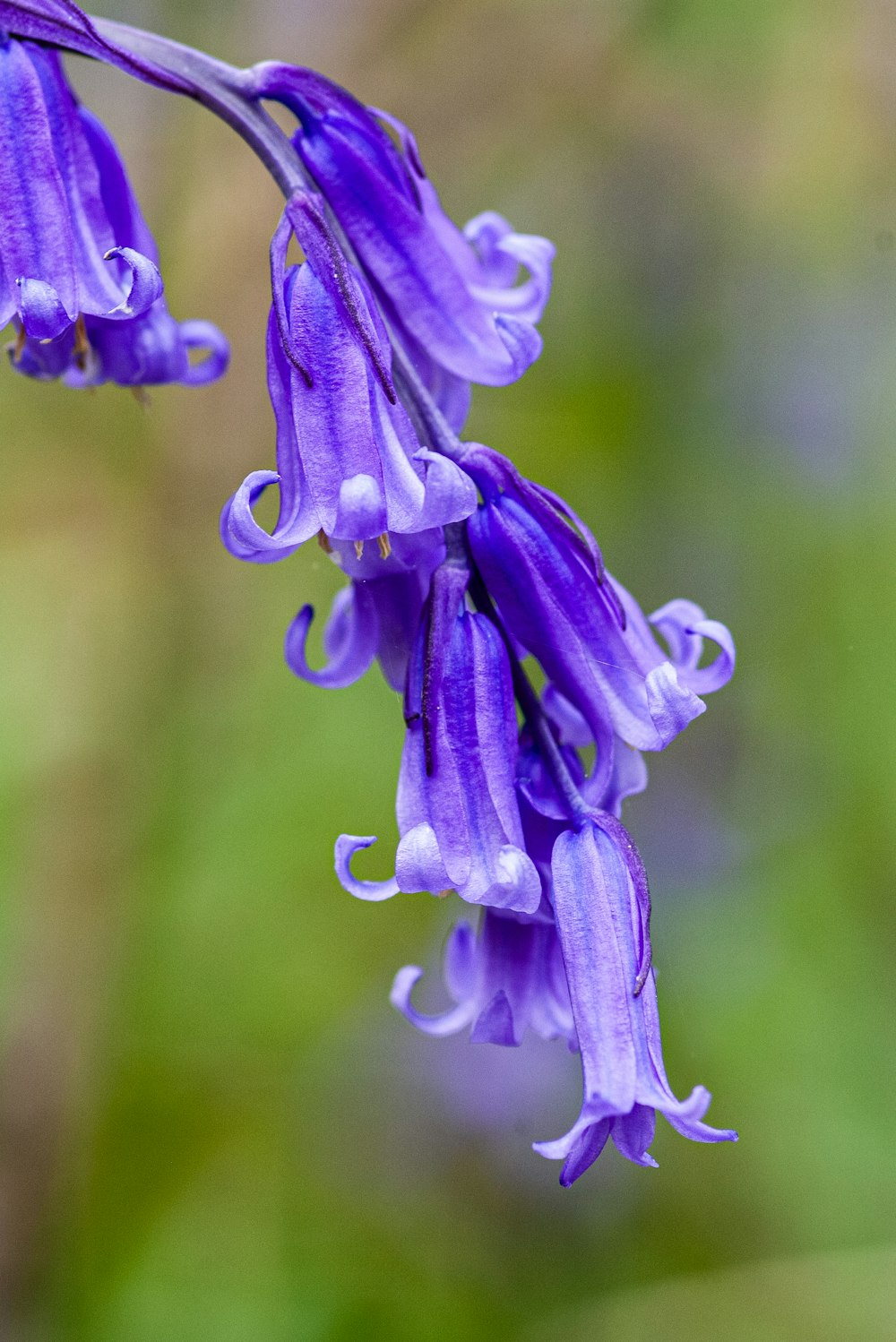 a close up of a purple flower with a blurry background