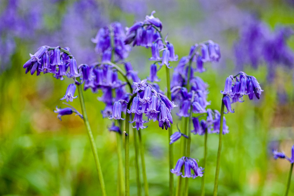 a bunch of purple flowers that are in the grass