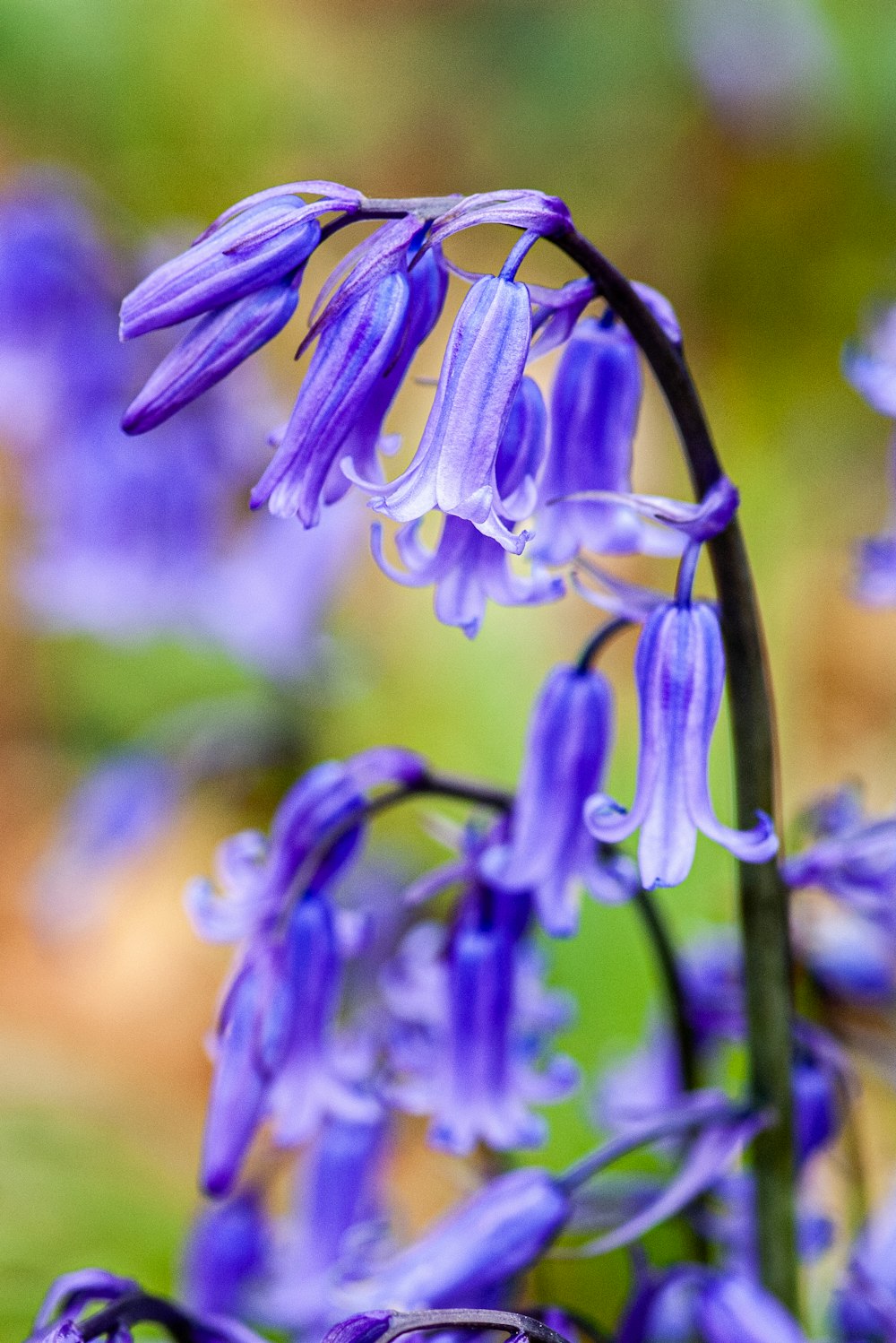 a close up of a purple flower with a blurry background