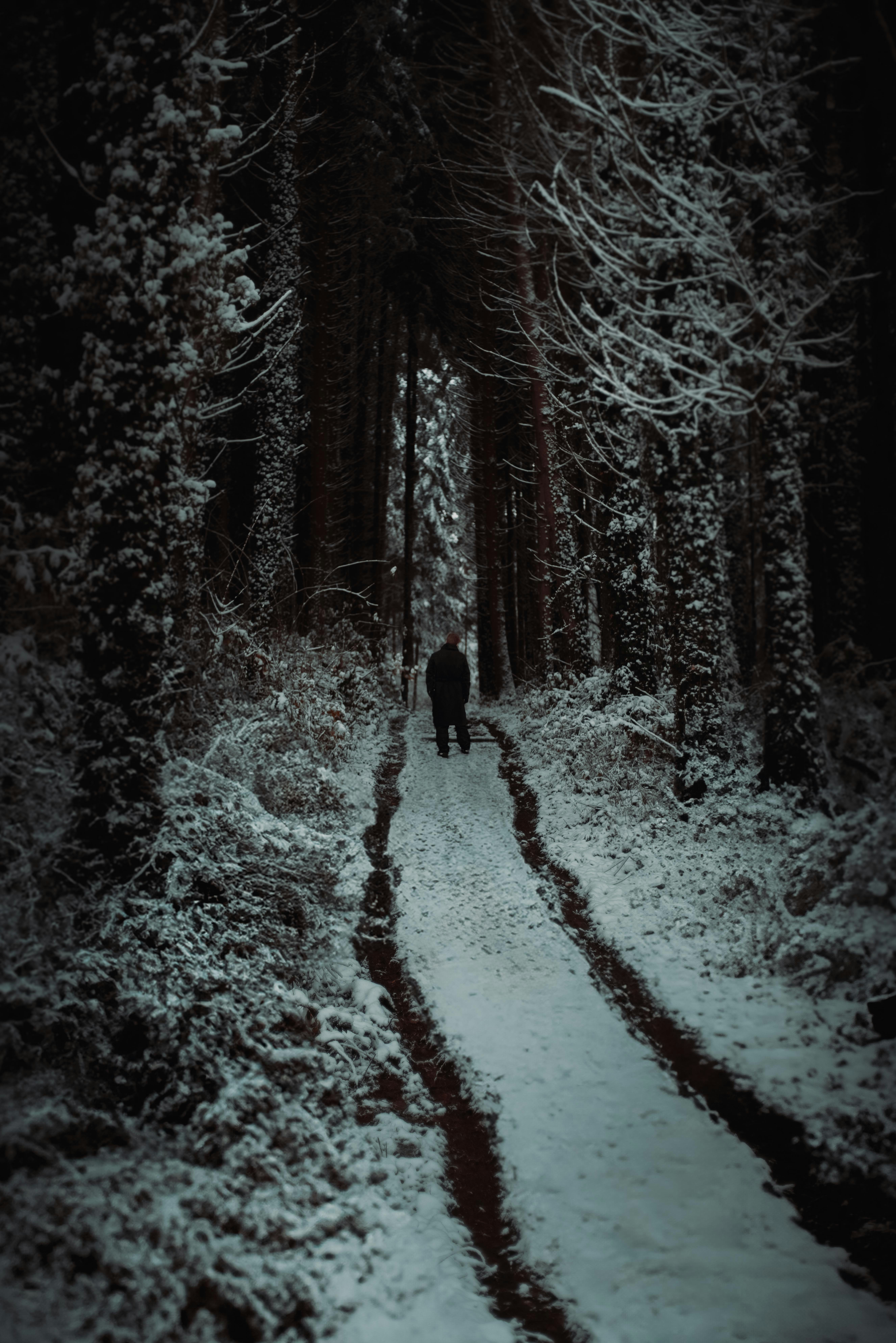 A person walking down a snowy path in the woods photo – Free Path Image ...