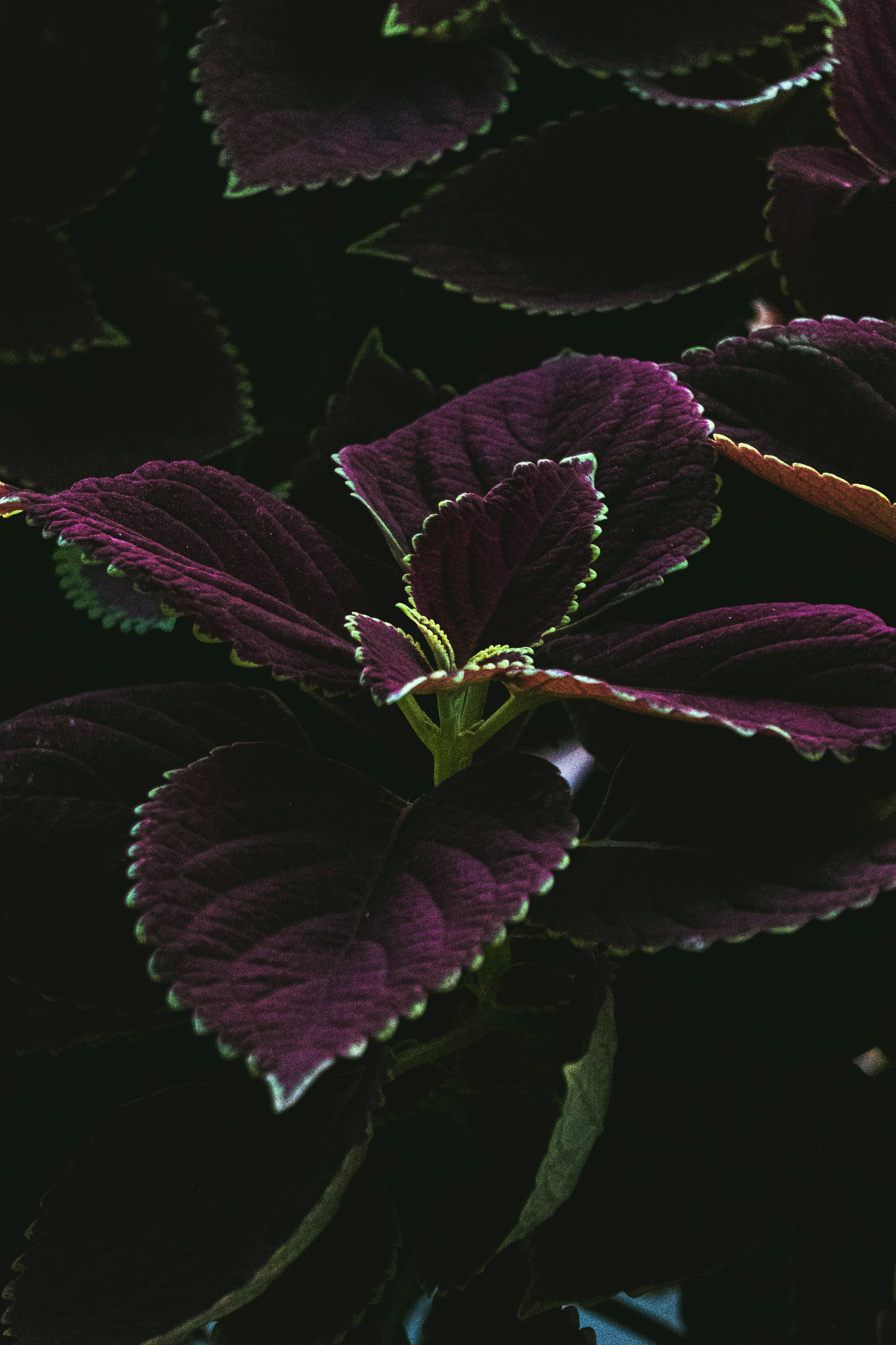 a close up of a purple plant with green leaves