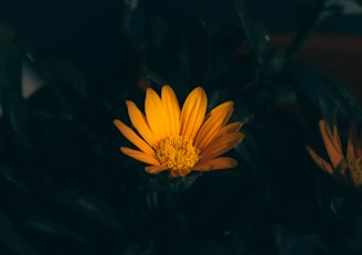 a close up of a yellow flower in the dark