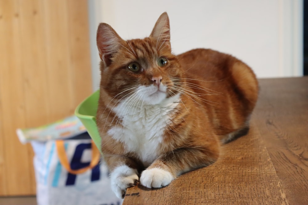 Eine orange-weiße Katze sitzt auf einem Holztisch