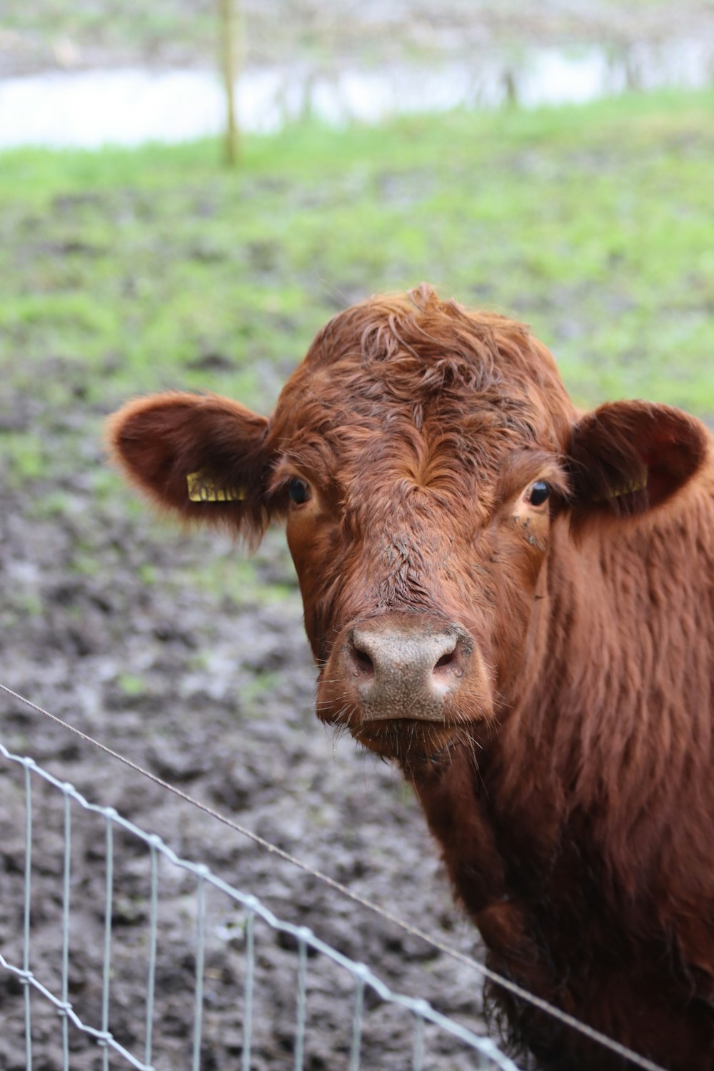 a brown cow standing next to a wire fence