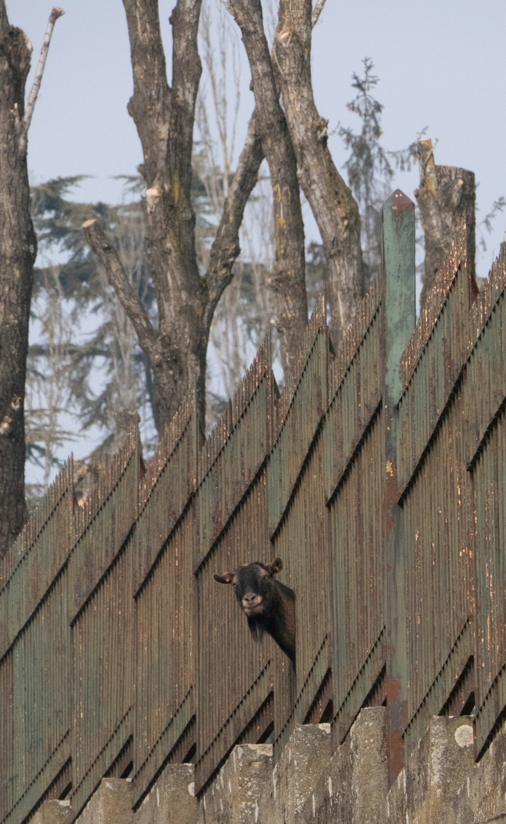 a bird is perched on a wooden fence