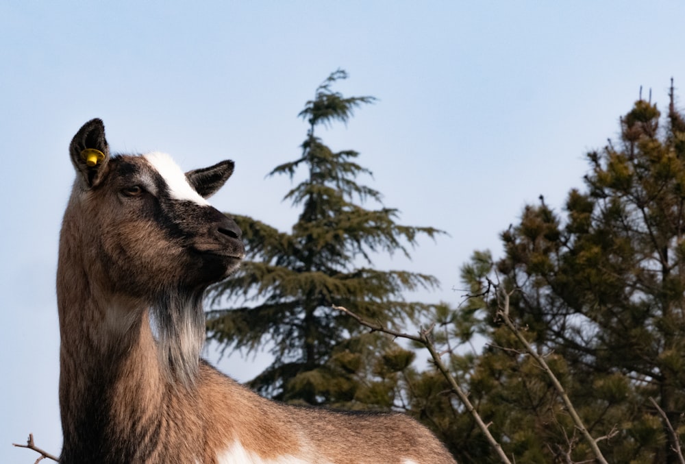 a brown and white goat standing next to some trees