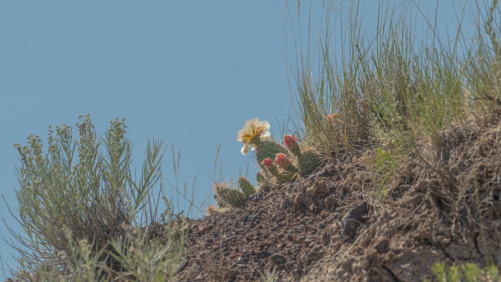 a small white flower sitting on top of a hill