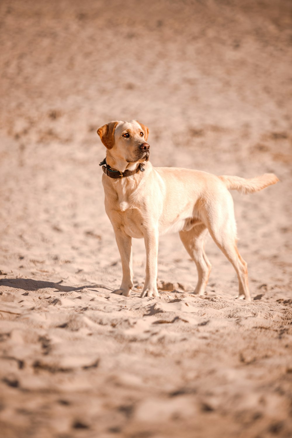 a dog standing in the sand on a beach
