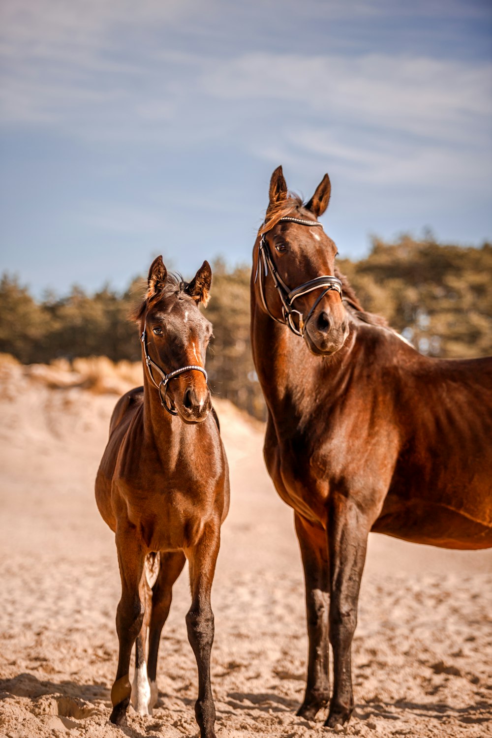 a couple of brown horses standing next to each other