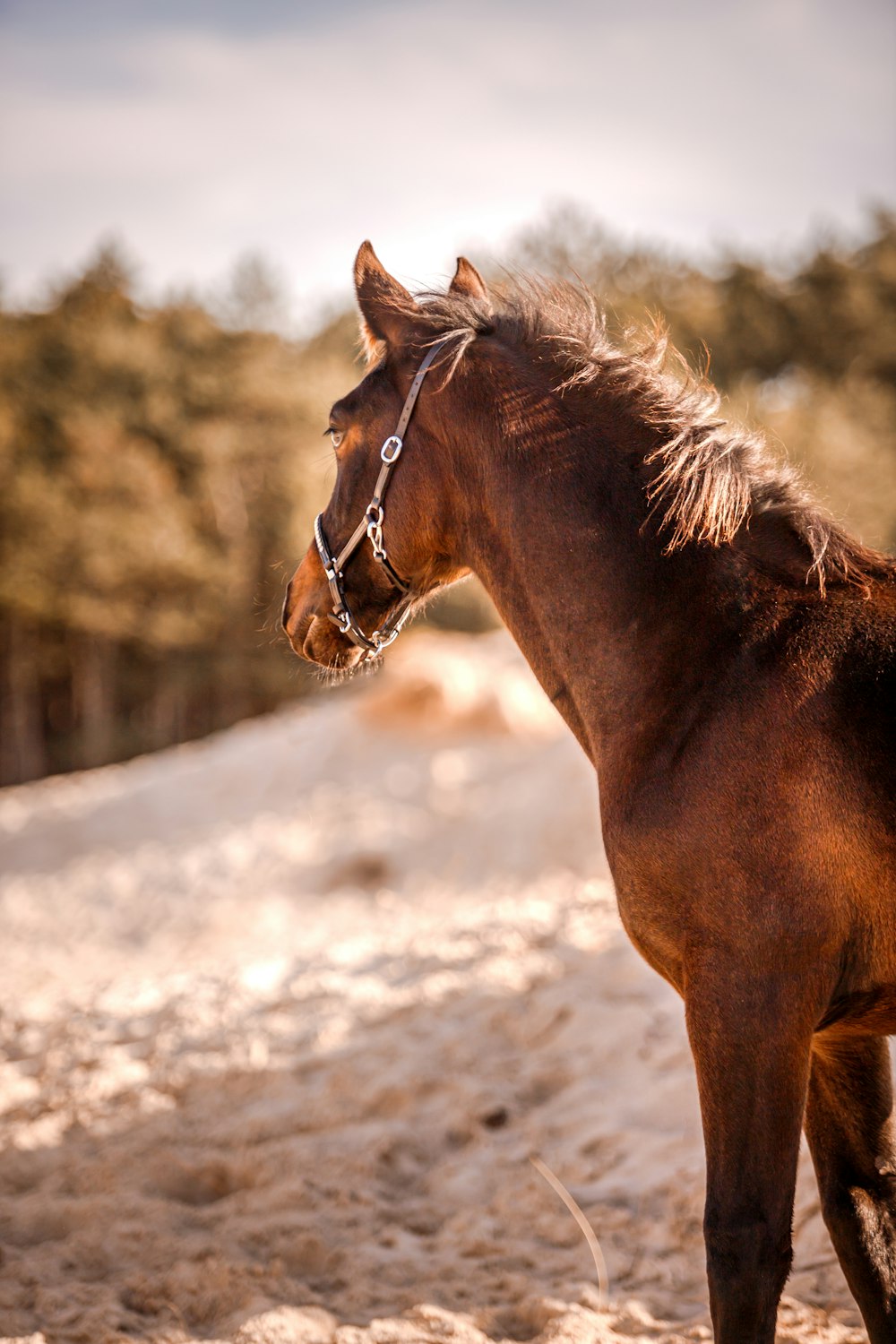 a brown horse standing on top of a sandy field