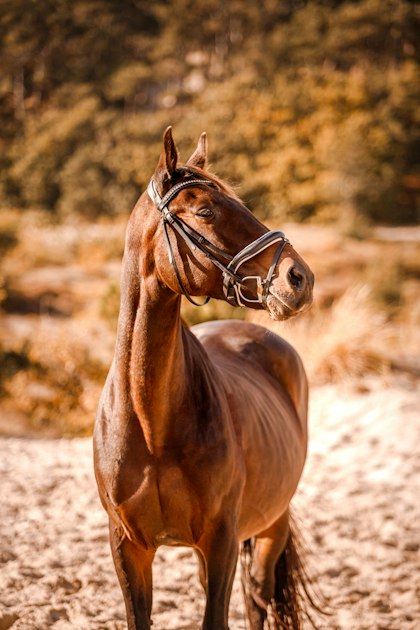 How to Price a Horse for Sale: A Step-by-Step Method