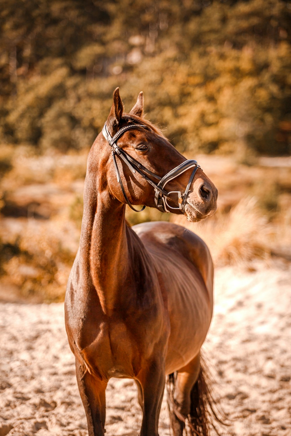 a brown horse standing on top of a sandy field