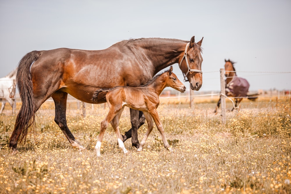 a horse and a foal walking in a field